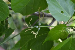 Trewia nudiflora